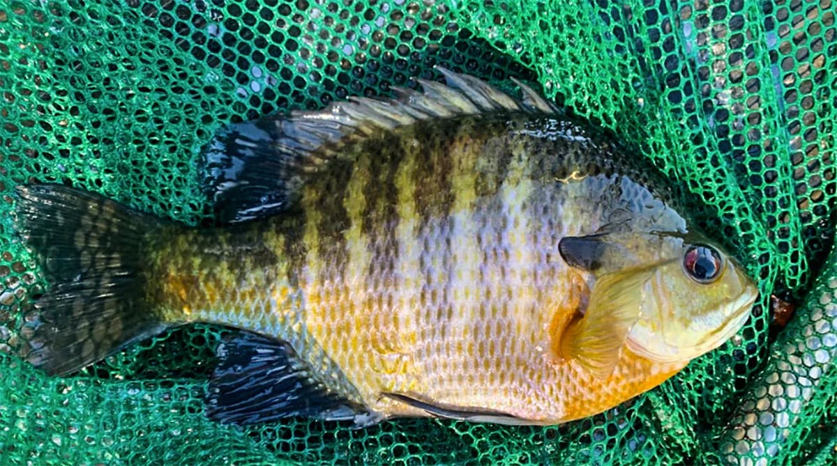 Bluegill