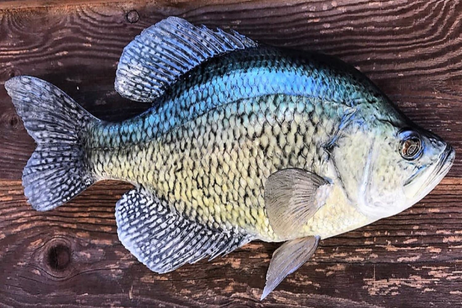Crappie