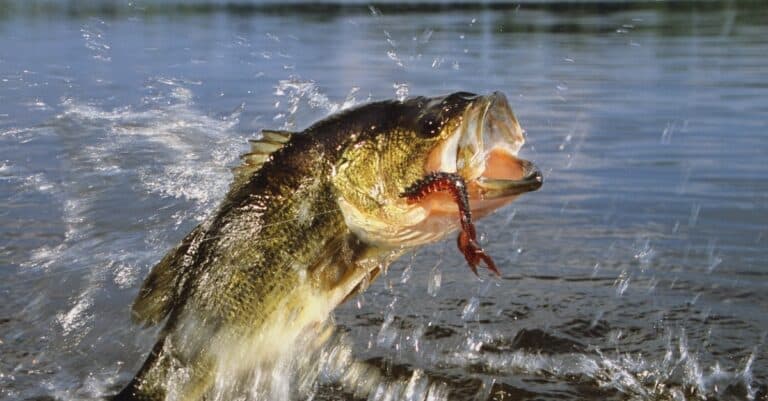 Largemouth
