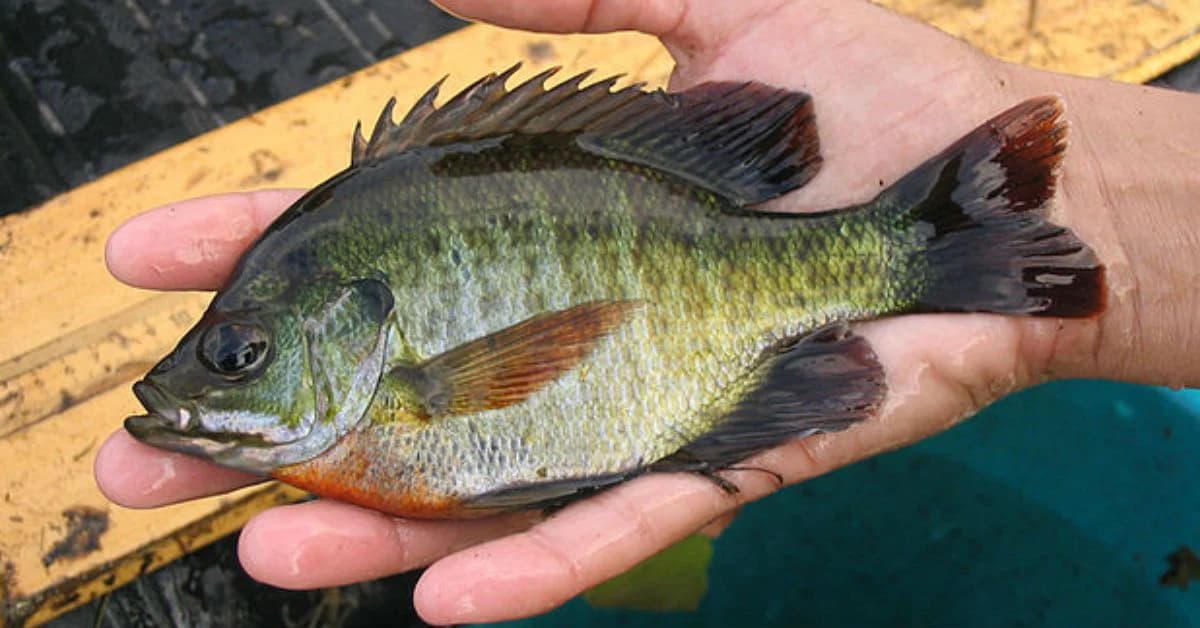 Bluegill