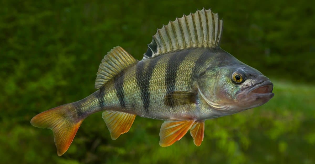 Yellow Perch